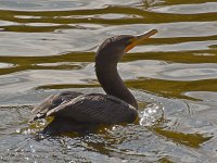 Cormorrant12.jpg