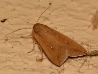 Moth2.jpg