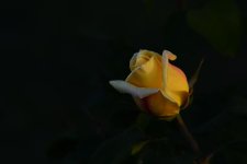 DSC_5827.jpg