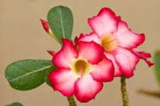 DSC_6994.jpg