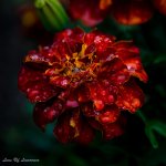 Macro of flower.jpg