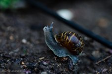Snail 2.jpg
