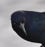 evil eyes 2.jpg