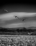 _DSC0158-Edit.jpg