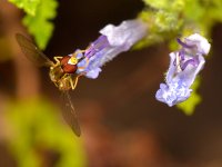 Fly2.jpg