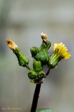 Weed with Larvae.jpg