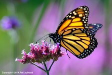 Monarch1.jpg