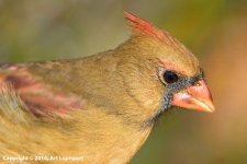 Cardinal_F2.jpg