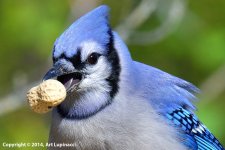BlueJay3.jpg