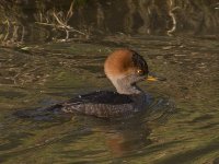 Duck.jpg