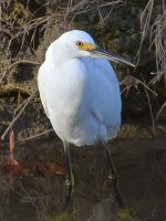 Egret.jpg