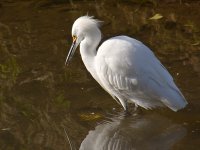Egret4.jpg