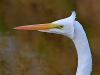 Heron7.jpg