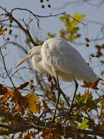 Heron16.jpg