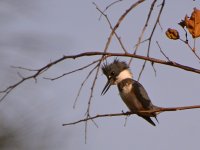 Unknown3.jpg