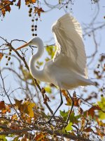 Heron15.jpg