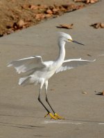 Egret6.jpg