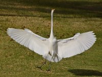 Heron8.jpg