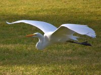 Heron9.jpg