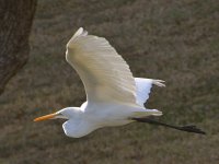 Heron10.jpg