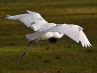 Heron14.jpg