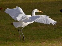 Heron12.jpg