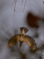 Unknown2.jpg