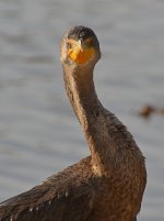 Cormorrant5.jpg