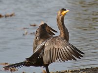 Cormorrant2.jpg