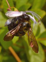 Bee.jpg