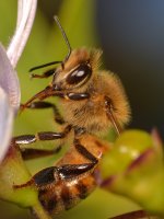 Bee2.jpg