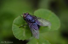 Commonhouse fly.jpg