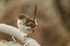 NEW_2587#2_webshot.jpg