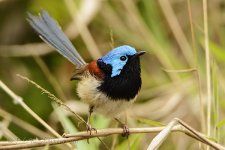 NEW_2605_webshot.jpg
