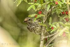 NEW_2618_webshot.jpg
