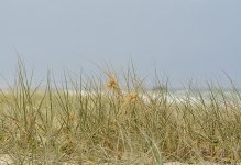 NEW_2550_webshot.jpg