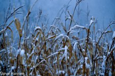 DSC_0794.jpg