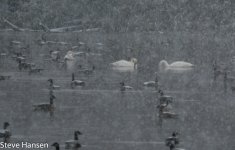 DSC_0801.jpg