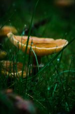 20141116-Mushroom.jpg