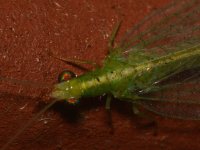 Lacewing.jpg