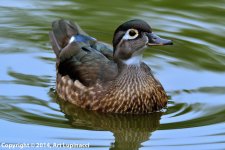 WoodDuck-f_11944.jpg
