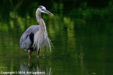 Heron.jpg