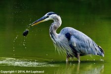 Heron1.jpg