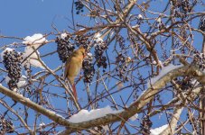 DSC_2273.jpg