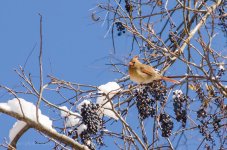 DSC_2276.jpg