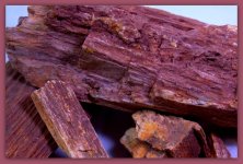 Petrified Wood 2.jpg