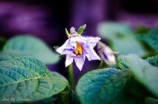 Potato flower with kit lens.jpg