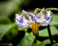 Potato flower with Macro lens.jpg