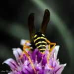 Wasp's ass.jpg