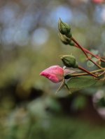 DSC_6058.jpg